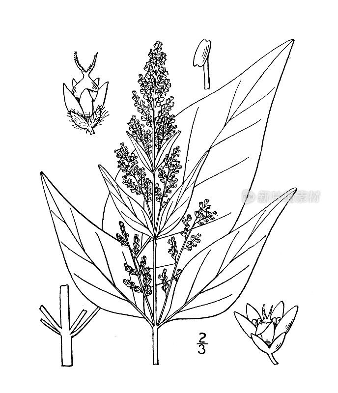 古植物学植物插图:Iresine Paniculata，血叶，朱巴灌木